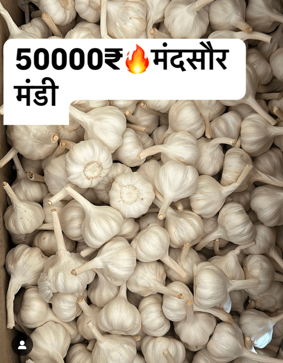 Mandsaur lahsun Mandi Bhav 50000