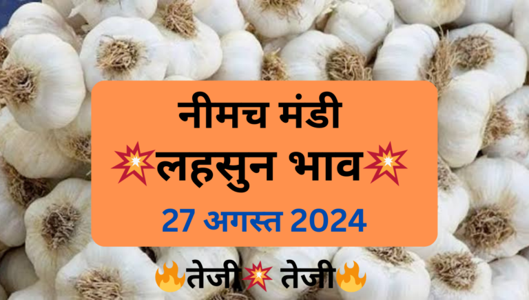 Neemuch mandi Garlic Price 27 August 2024