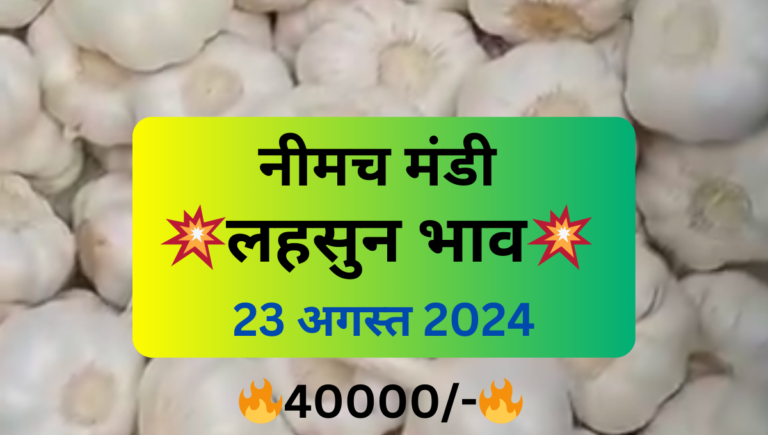 Neemuch Mandi Garlic Price 23 August 2024