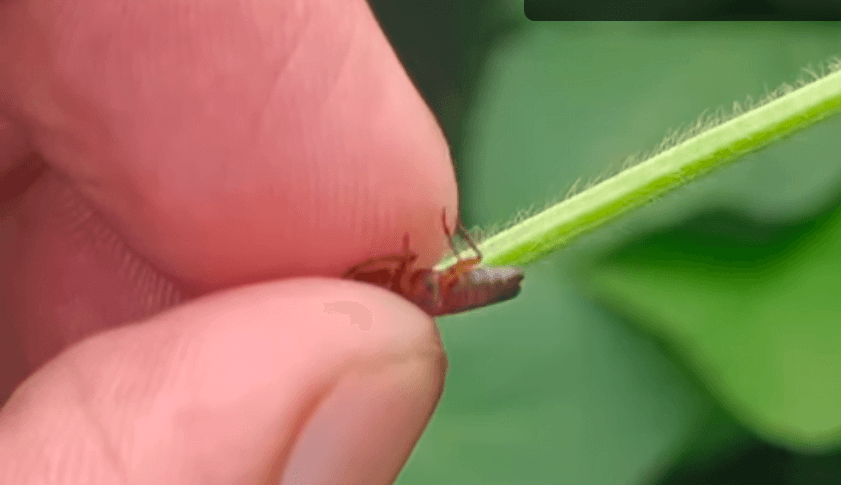 soybean girdle beetle chakri bhunga