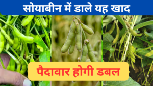 Soybean ki fasal 