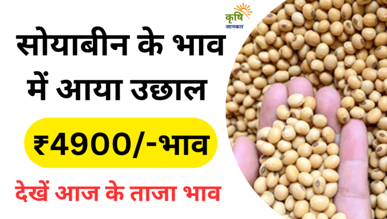 Soybean Mandi Bhav