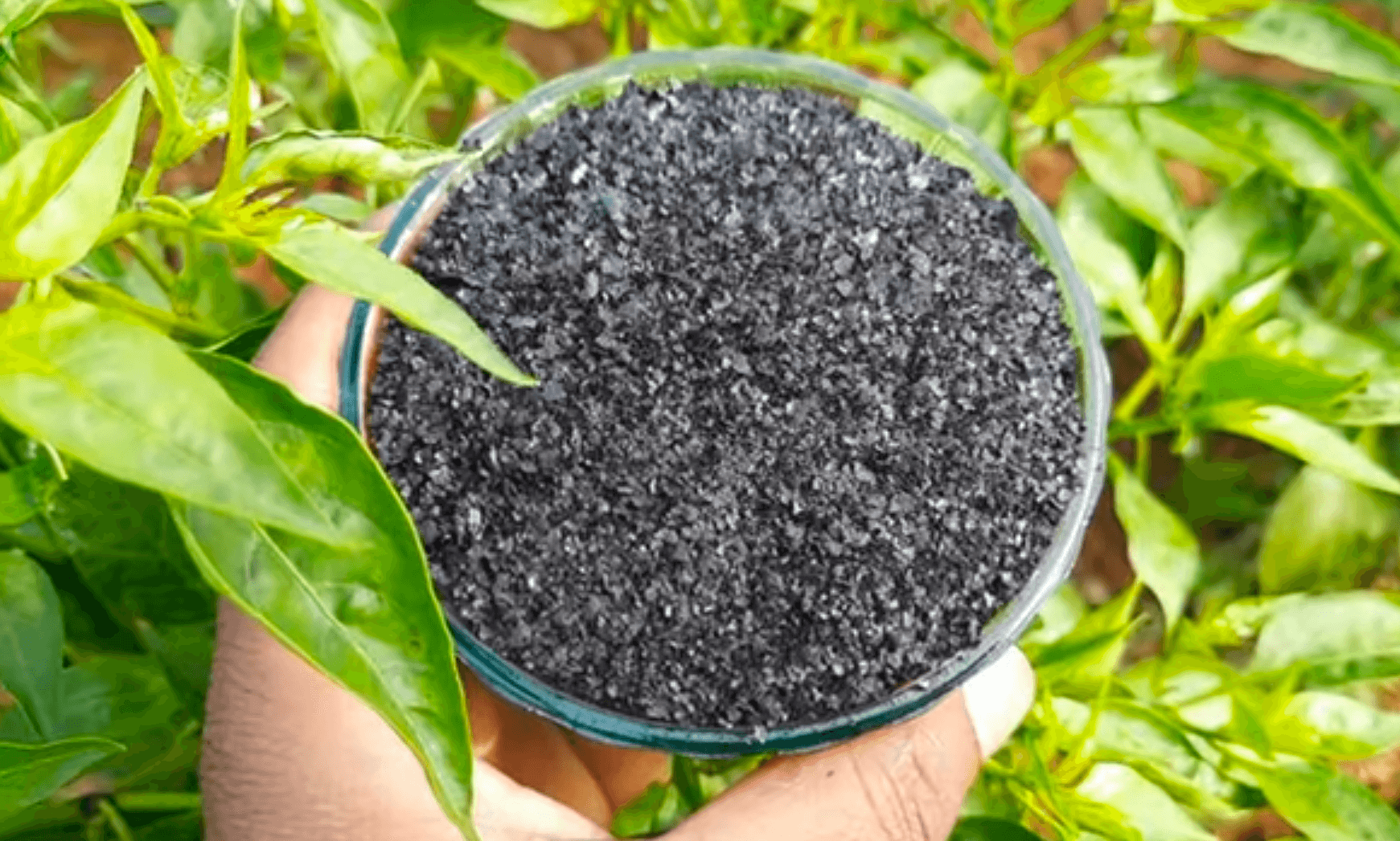 Humic Acid 98 