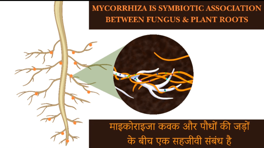 Mycorrhiza detail 