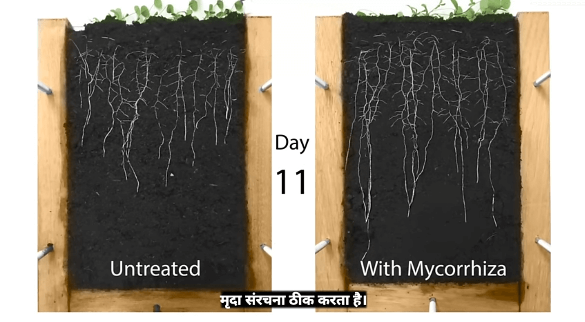 Mycorrhiza 