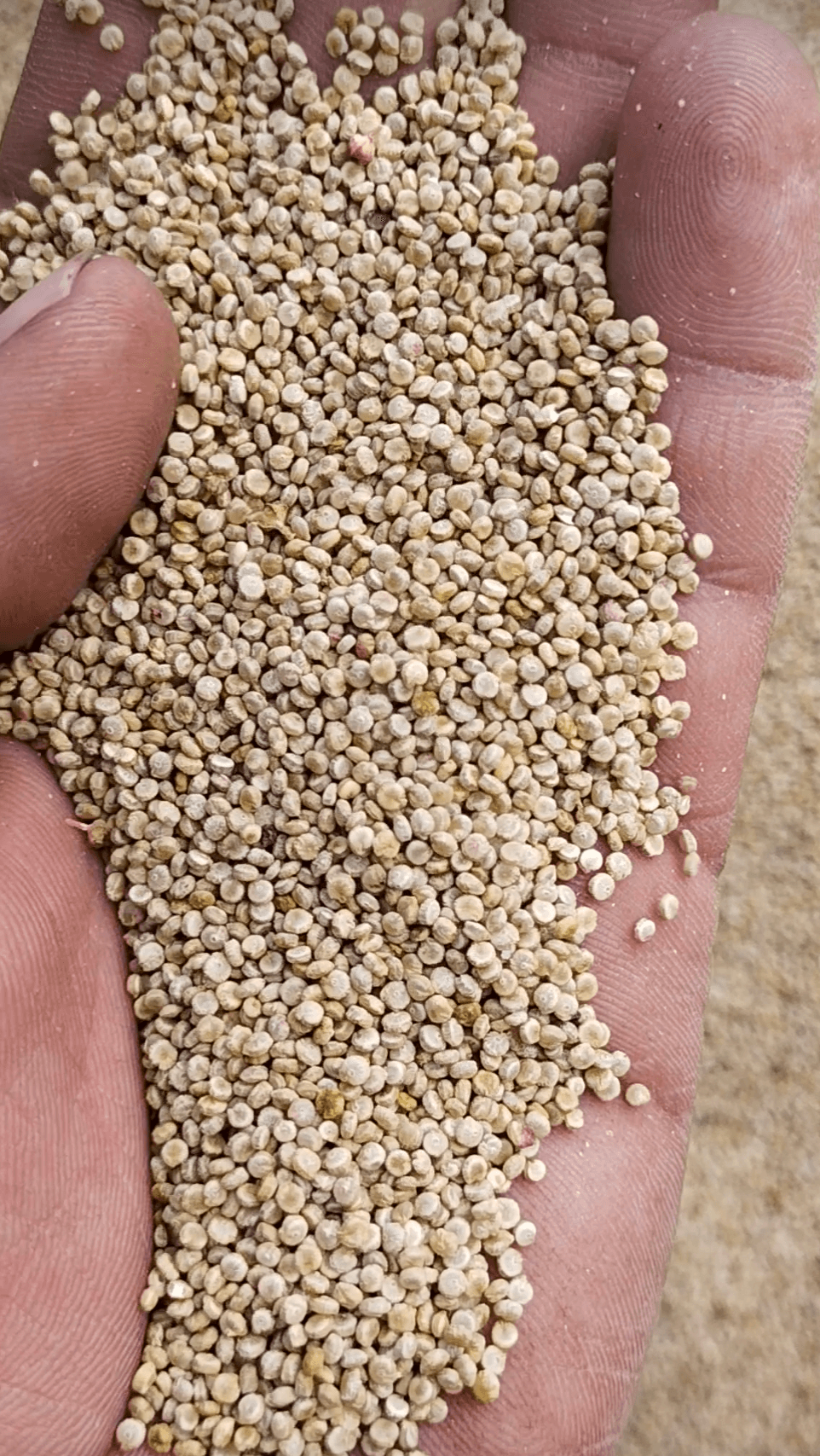 Quinoa farming 