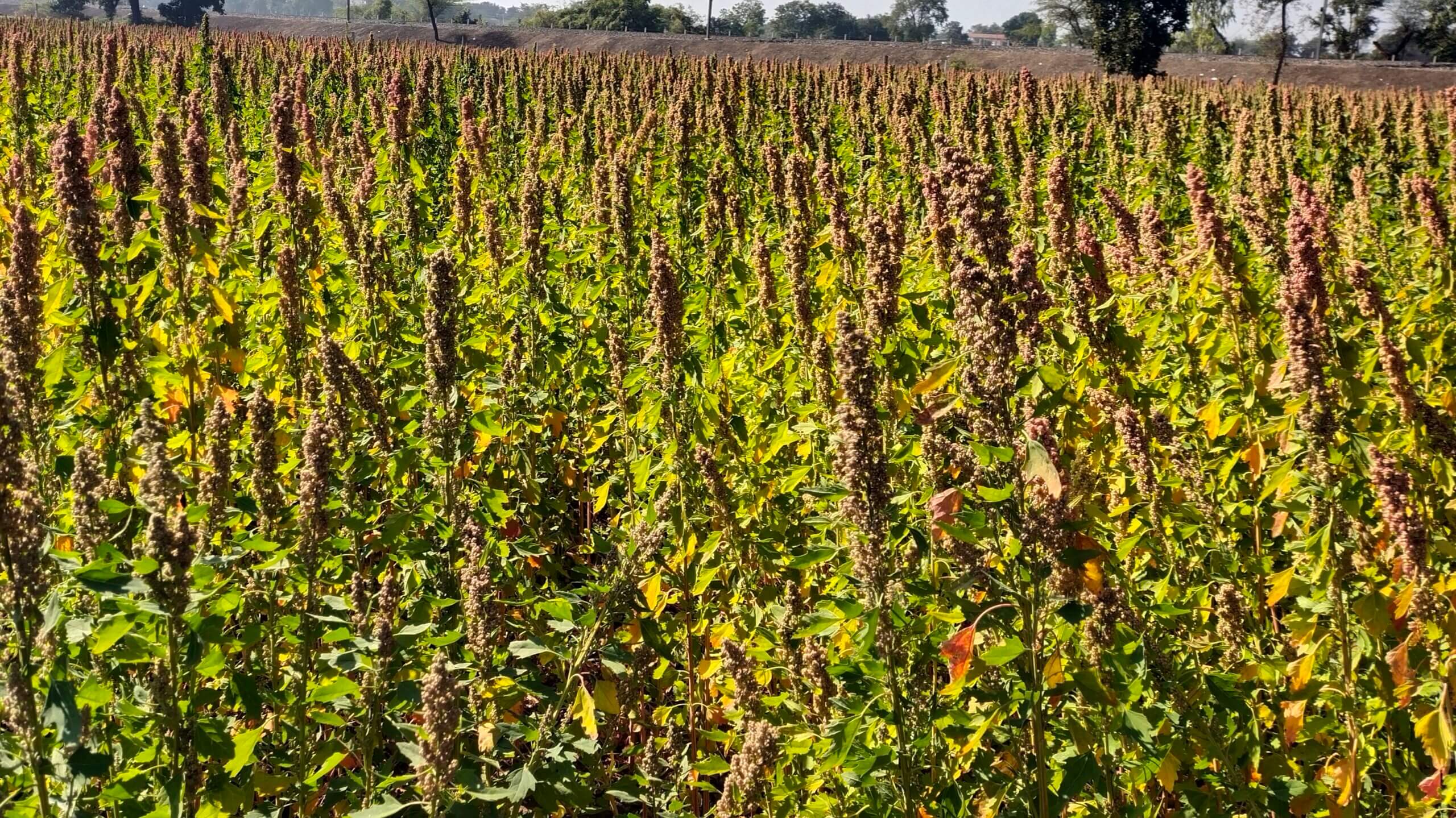 Quinoa farming 