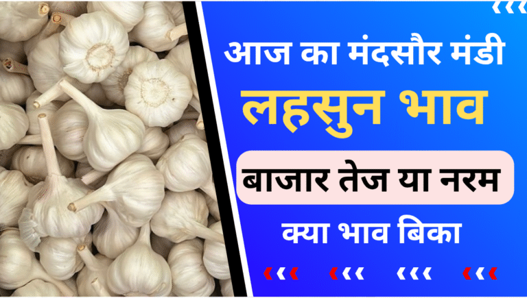Mandsaur Mandi Lahsun bhav