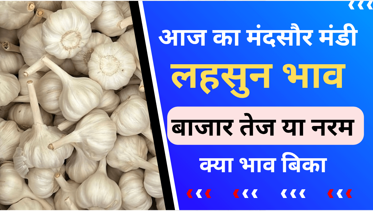 Mandsaur Mandi Lahsun bhav